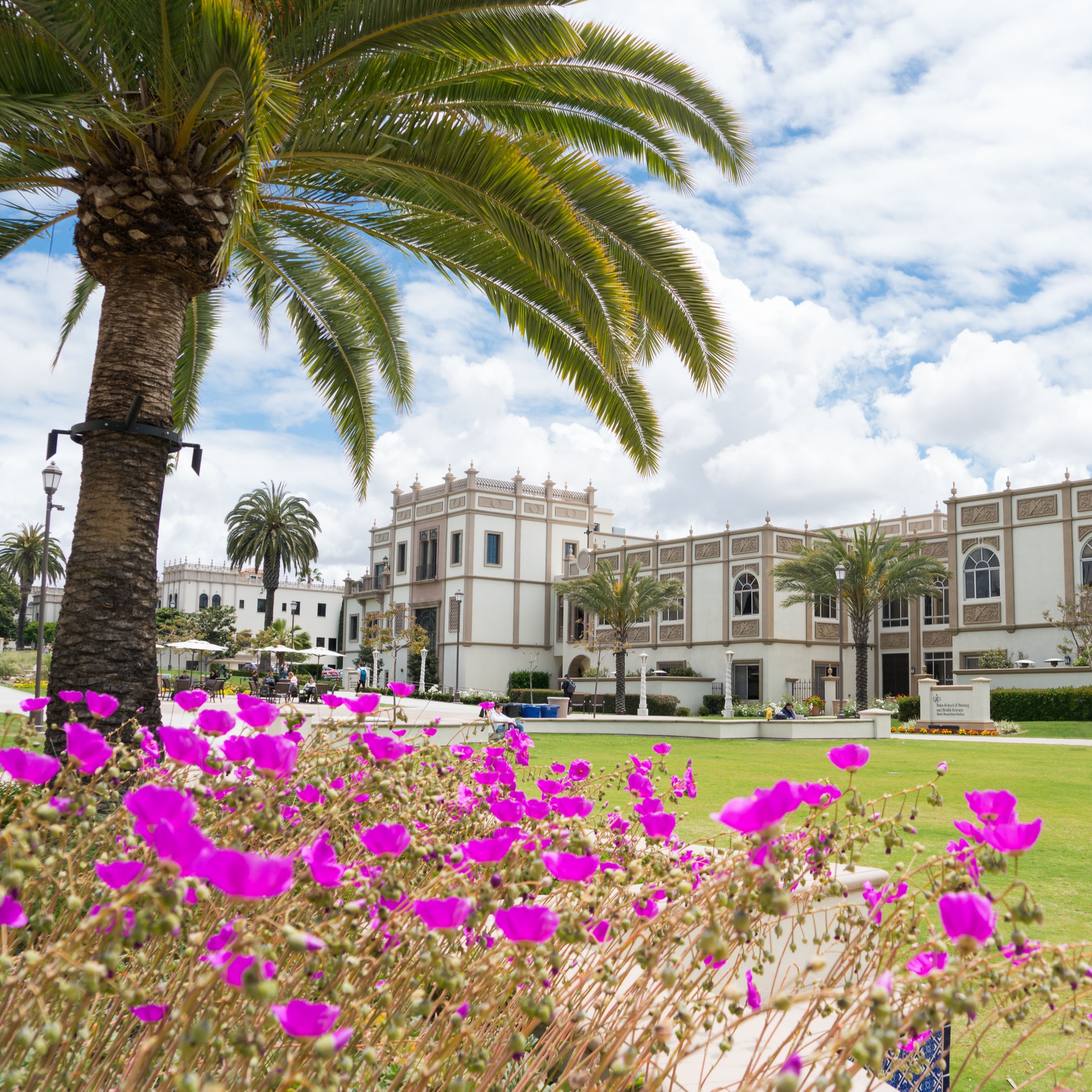 USD campus with building and palm tree